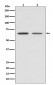 GAD67 Antibody